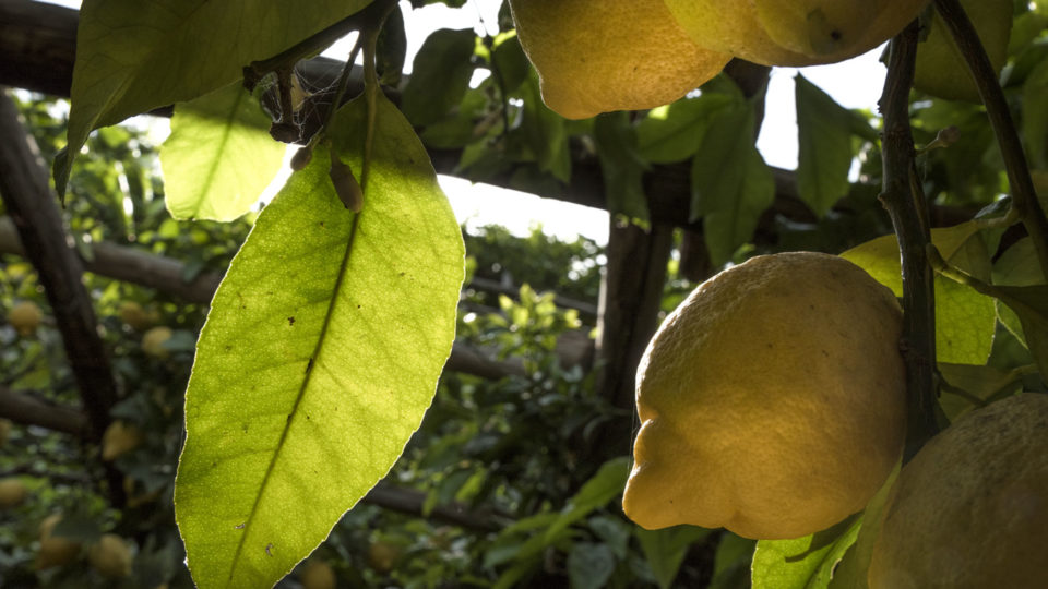 lemon garden